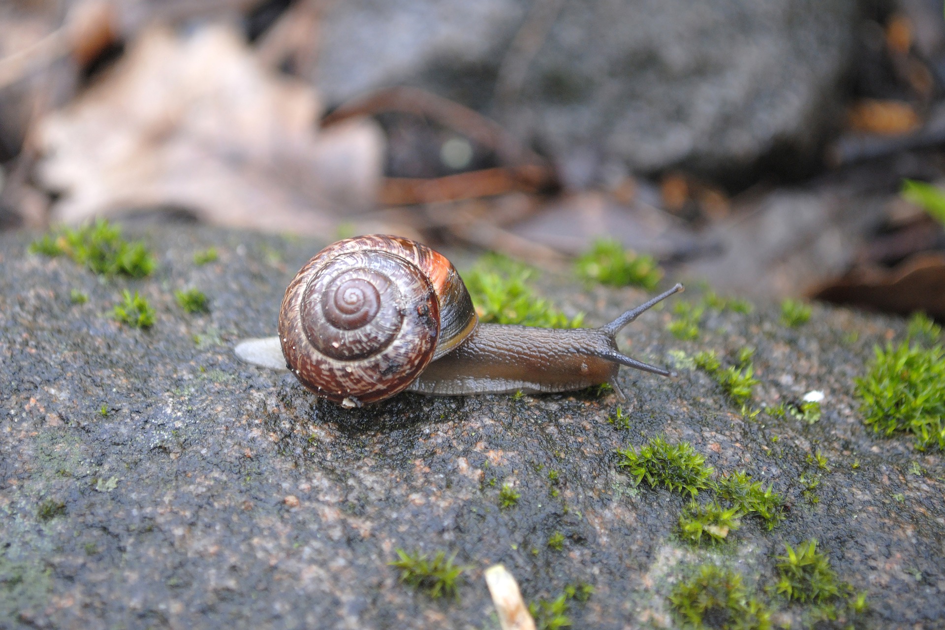 Snail 6602119 1920